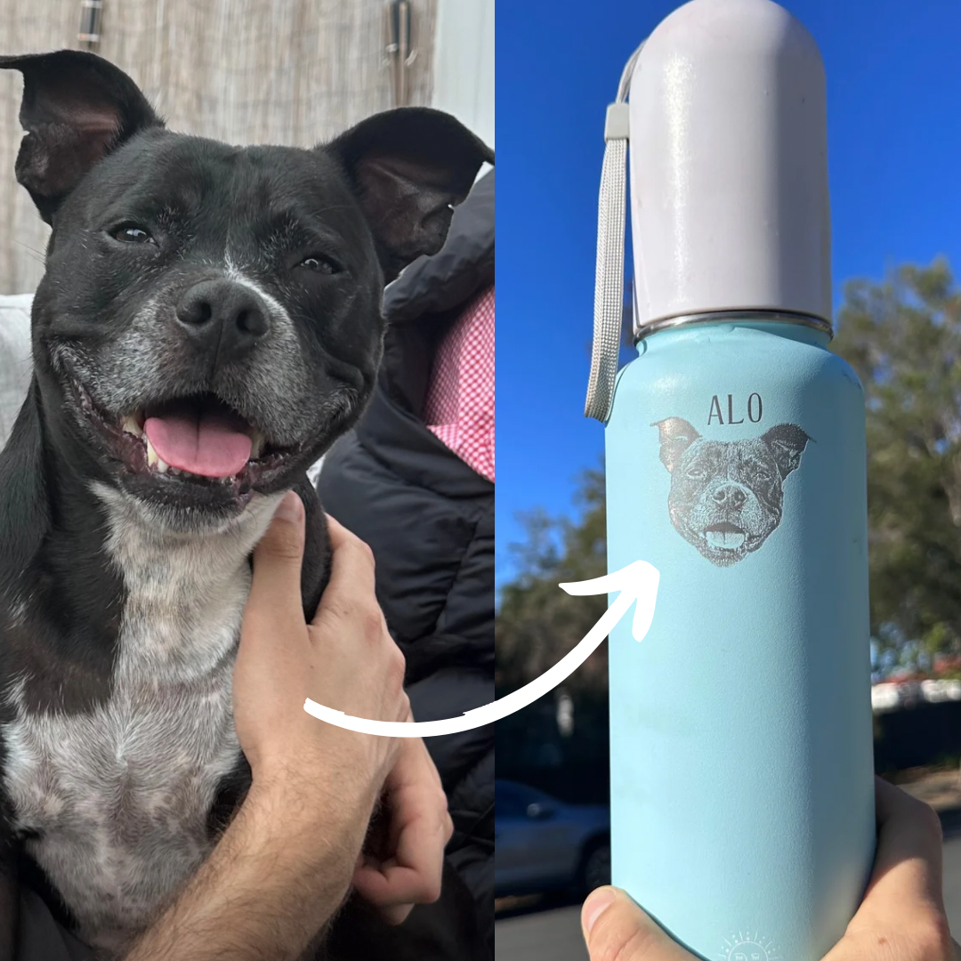 Pet engraving hotsell
